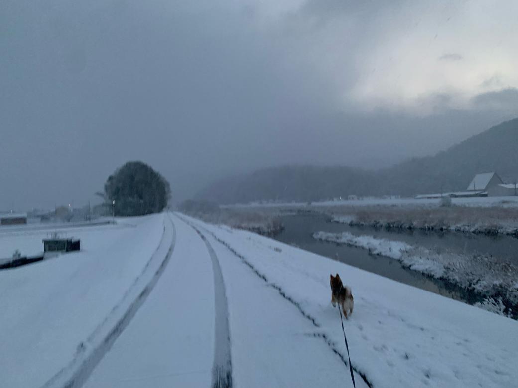 降り続いてます⛄